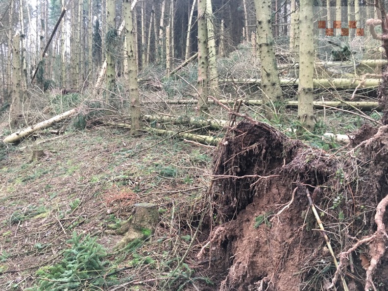 Schmißberg im Januar 2018 - Sturmtief Burglind räumt hunderte Bäume ab 2.jpg