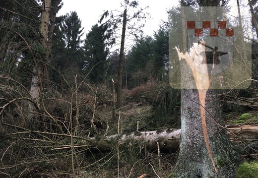 Schmißberg im Januar 2018 - Sturmtief Burglind räumt hunderte Bäume ab 6.jpg