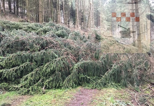 Schmißberg im Januar 2018 - Sturmtief Burglind räumt hunderte Bäume ab 11.jpg