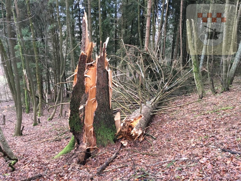 Schmißberg im Januar 2018 - Sturmtief Burglind räumt hunderte Bäume ab 15.jpg