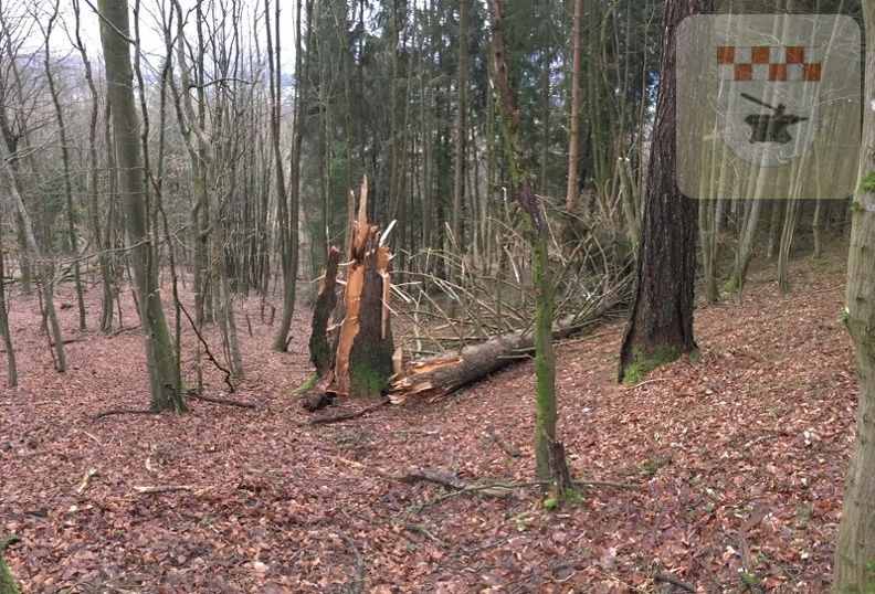 Schmißberg im Januar 2018 - Sturmtief Burglind räumt hunderte Bäume ab 17.jpg