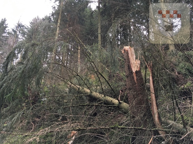 Schmißberg im Januar 2018 - Sturmtief Burglind räumt hunderte Bäume ab 20.jpg