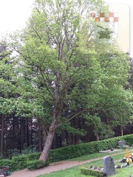 Schmißberg im Mai 2018 - Baum auf Friedhof wird gefällt 1.jpg