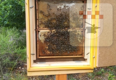 Schmißberg im Juni 2020 - Bau des Bienenlehrpfades 16.jpg