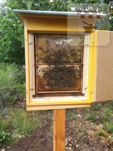 Schmißberg im Juni 2020 - Bau des Bienenlehrpfades 16.jpg