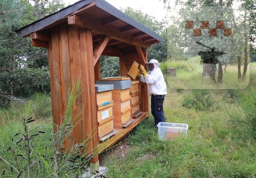 Imker erntet Honig am Bienenlehrpfad im August 2021 6.JPG
