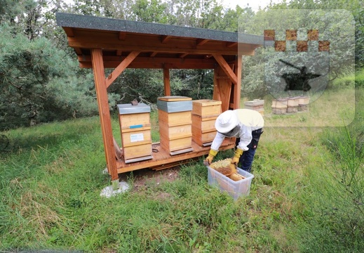 Imker erntet Honig am Bienenlehrpfad im August 2021 4.JPG