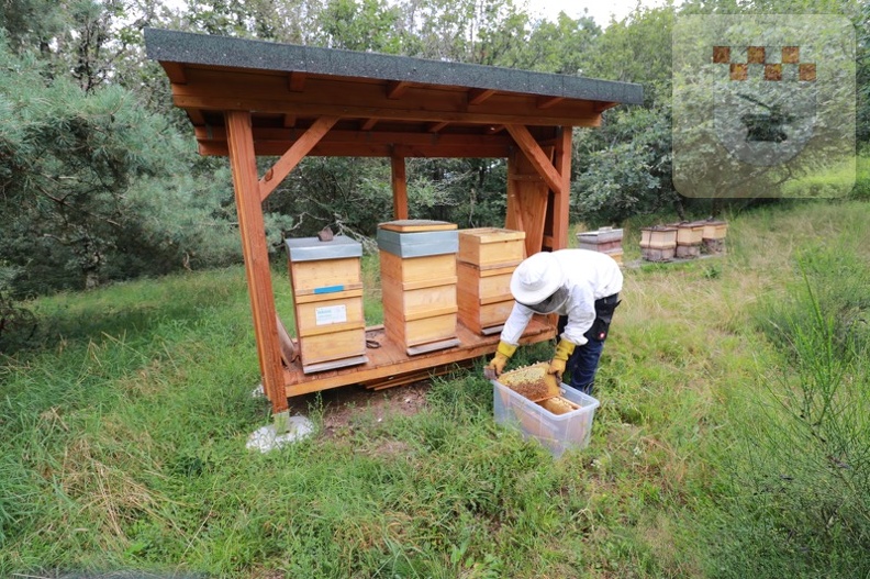 Imker erntet Honig am Bienenlehrpfad im August 2021 4.JPG