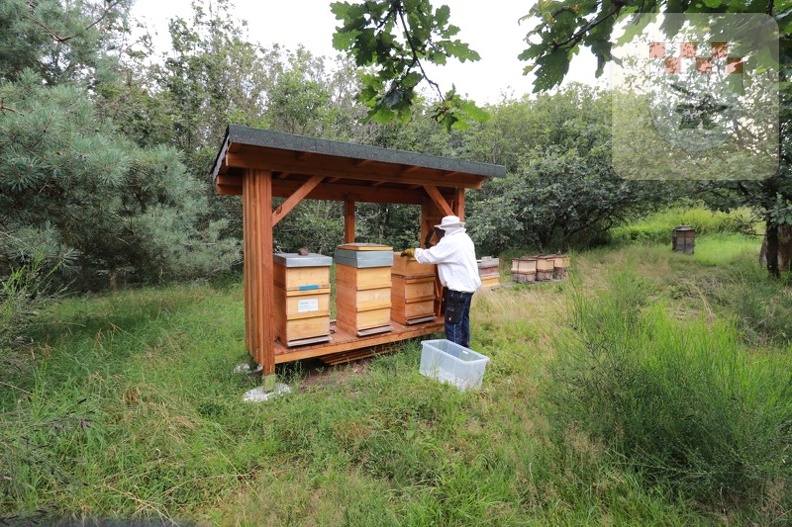 Imker erntet Honig am Bienenlehrpfad im August 2021 3.JPG