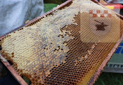 Imker erntet Honig am Bienenlehrpfad im August 2021 7.JPG