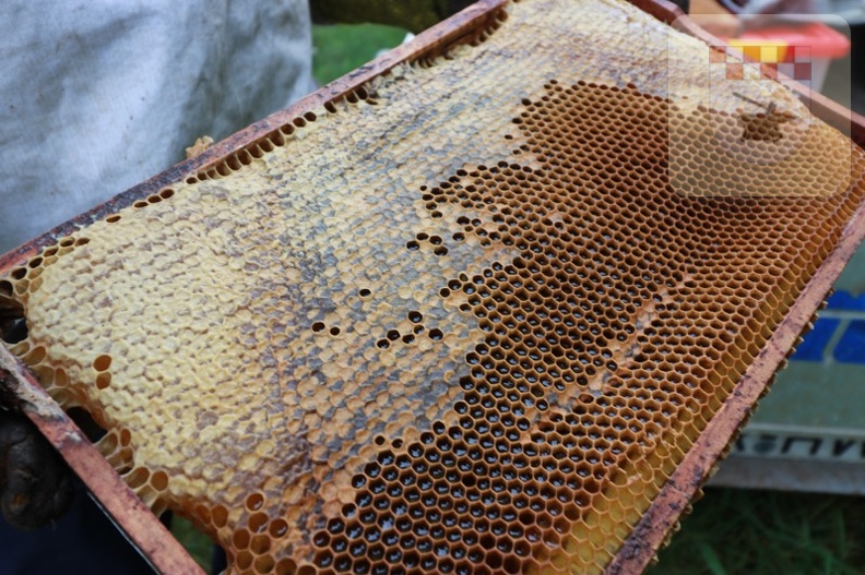 Imker erntet Honig am Bienenlehrpfad im August 2021 7.JPG