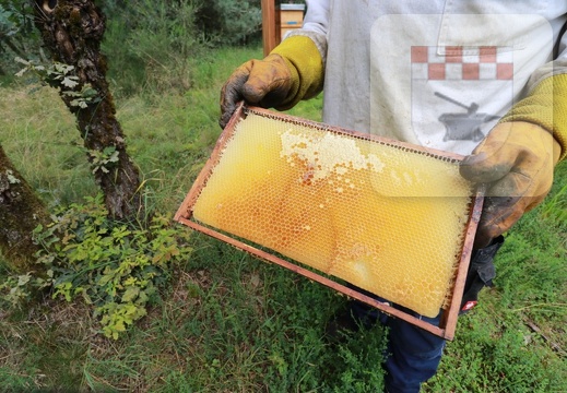 Imker erntet Honig am Bienenlehrpfad im August 2021 9.JPG