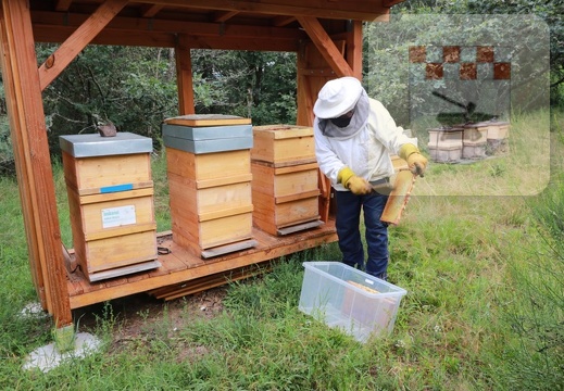 Imker erntet Honig am Bienenlehrpfad im August 2021 5.JPG